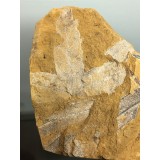 Acer angustilobum